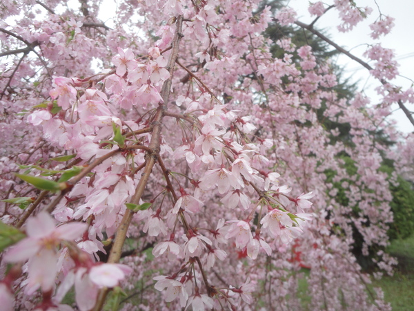 （株）クラレ西条の観桜会２０１５…2015/4/7_f0231709_1643066.jpg