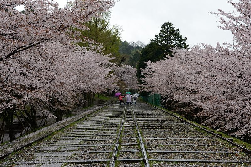 雨の桜巡り・蹴上インクライン_f0032011_19494153.jpg