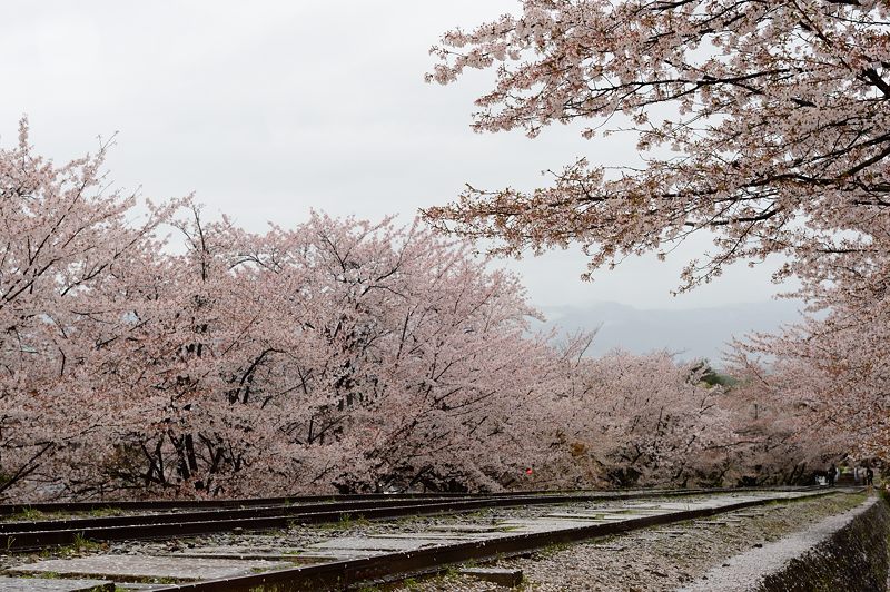 雨の桜巡り・蹴上インクライン_f0032011_19495367.jpg