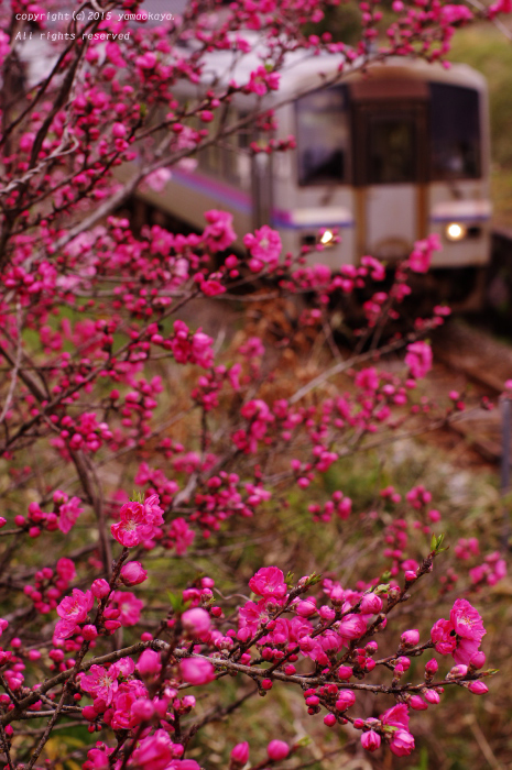 花桃の蕾開く_d0309612_0165010.jpg