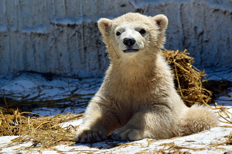 大阪・天王寺動物園と札幌・円山動物園のそれぞれの四回の訪問を終えた段階で　～　二組の親子の印象_a0151913_3141347.jpg