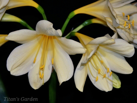 Clivia miniata forma. flava #2_b0099813_0494081.jpg