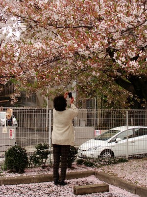 桜をピンク色に撮ろう ♪_f0223914_1894367.jpg