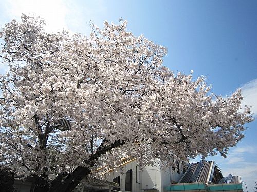 桜　＠秋川駅_b0157216_0265985.jpg