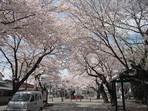 桜　＠秋川駅_b0157216_0274154.jpg