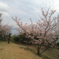 桜と日本丸!_c0339918_13183819.jpg