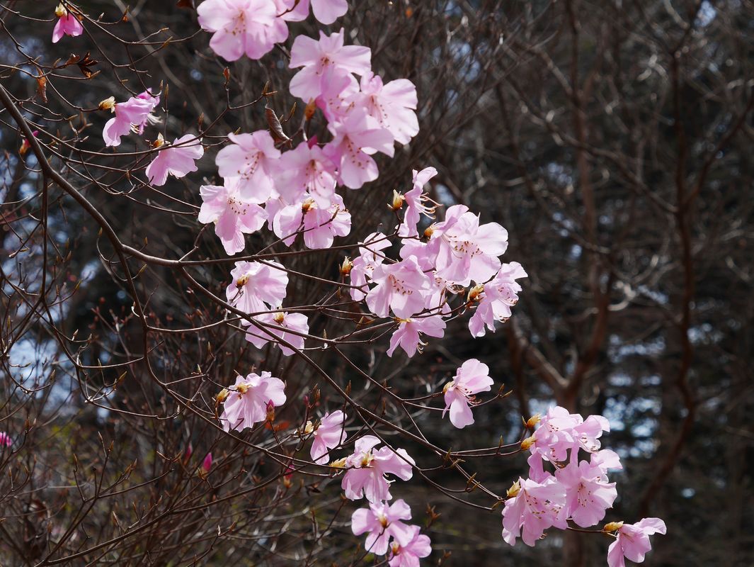 アカヤシオツツジが見頃だったよ♪・・・「赤城自然園」行って来ました！_a0031821_21251058.jpg