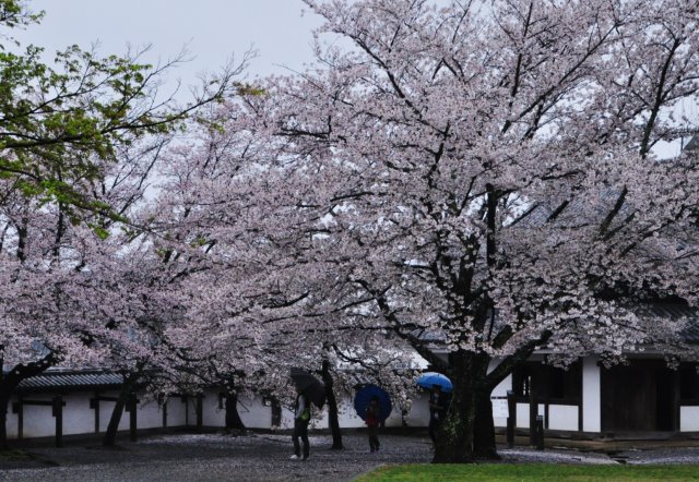 佐藤さんの写真です　　松江城の桜です_a0300121_22313748.jpg