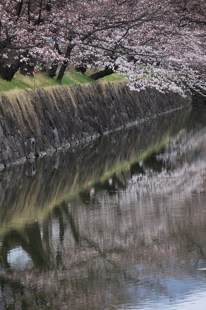 ♪　松本城　桜咲く　♪_e0242721_219202.jpg