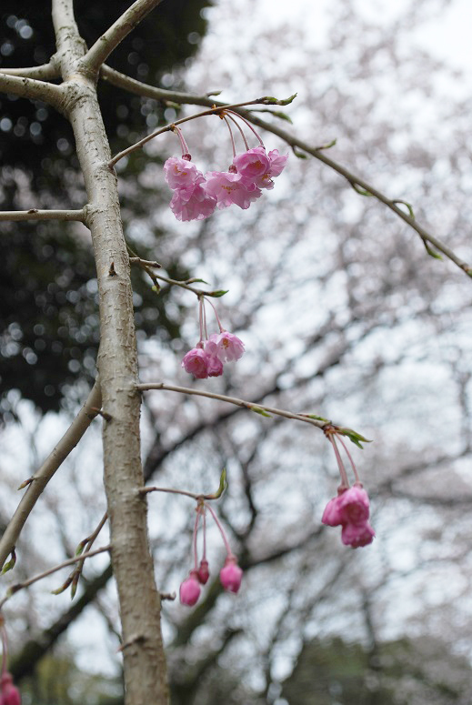 桜とチューリップ_f0067122_09482909.jpg