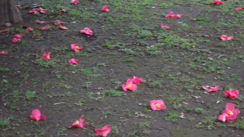 b0057924_138412.jpg