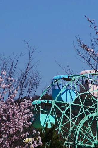 桜　　～岡崎疎水（京都～_c0235725_1023863.jpg