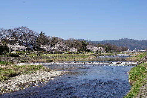 桜のトンネル　　～半木の道（京都）～_c0235725_13175242.jpg