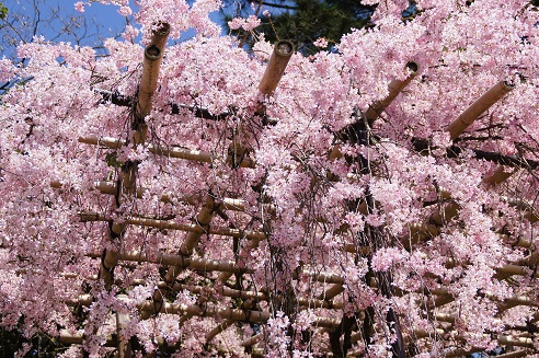桜のトンネル　　～半木の道（京都）～_c0235725_13214556.jpg