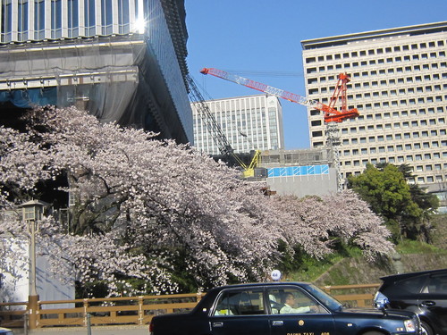 ♪２０１５お花見事情★赤坂見附～千鳥ヶ淵～大手町_d0162225_22224495.jpg