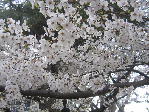 ♪２０１５お花見事情★赤坂見附～千鳥ヶ淵～大手町_d0162225_22311992.jpg