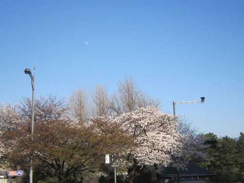 ♪２０１５お花見事情★赤坂見附～千鳥ヶ淵～大手町_d0162225_22403680.jpg