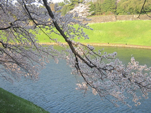 ♪２０１５お花見事情★赤坂見附～千鳥ヶ淵～大手町_d0162225_22441976.jpg