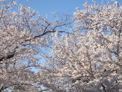 ♪２０１５お花見事情★赤坂見附～千鳥ヶ淵～大手町_d0162225_22445360.jpg