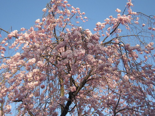 ♪２０１５お花見事情★赤坂見附～千鳥ヶ淵～大手町_d0162225_22555836.jpg