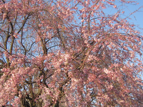 ♪２０１５お花見事情★赤坂見附～千鳥ヶ淵～大手町_d0162225_23103625.jpg