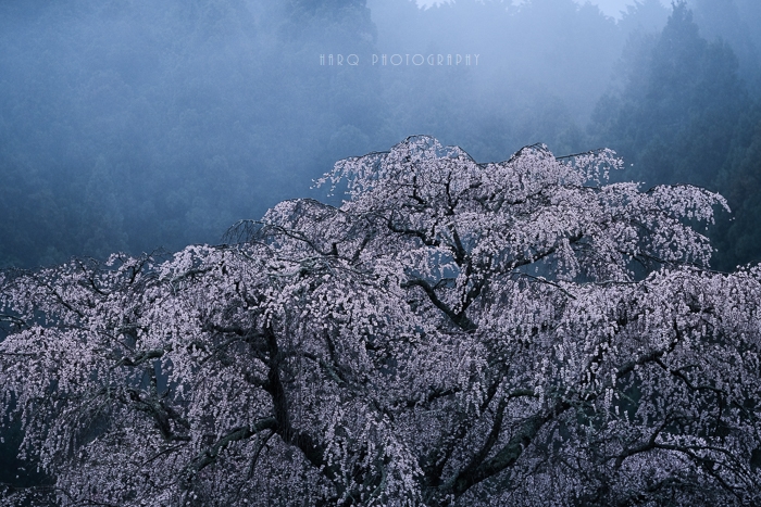 古桜雨景 Harq Photography 古桜雨景 Harq Photography