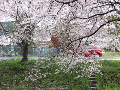 大阪から滋賀　京都　三重へ桜廻り_b0069630_2120556.jpg