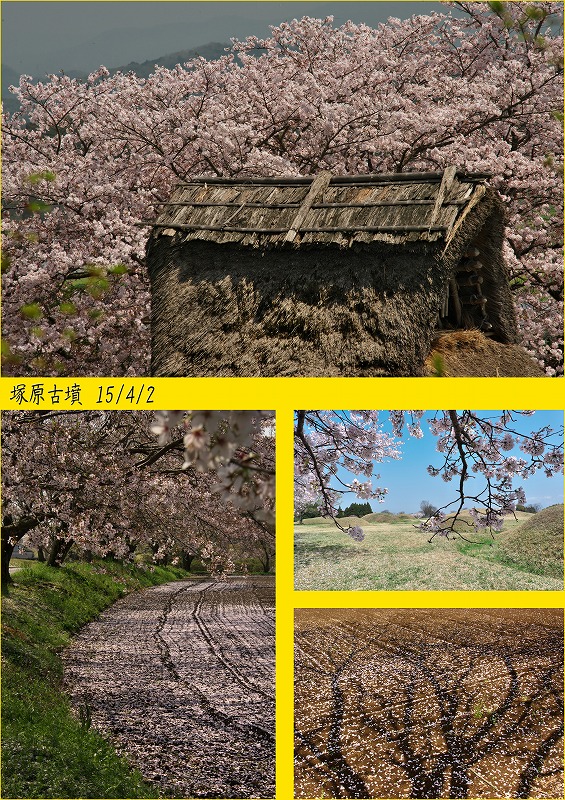 2015/春撮影 桜特集(15/04/0７)_c0132230_1155682.jpg