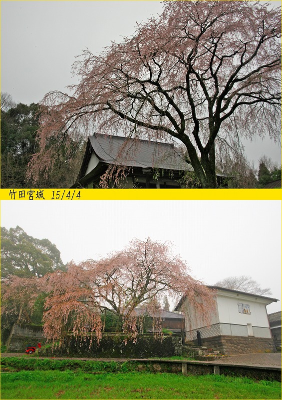 2015/春撮影 桜特集(15/04/0７)_c0132230_1182219.jpg