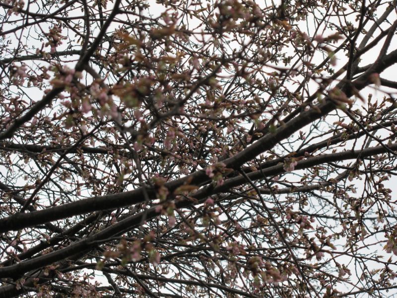 スバルブランドよ、永遠に飛翔せよ_f0076731_10520968.jpg