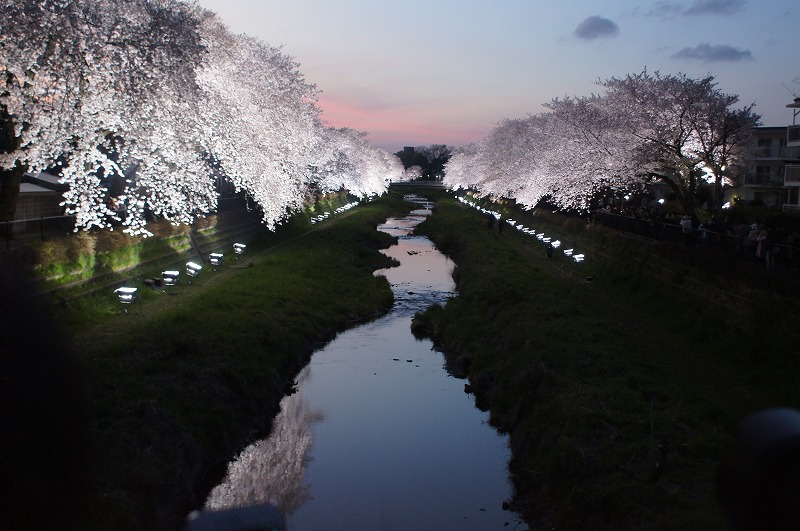 野川の桜（その３）☆夕焼けと桜ライトアップのコラボ_a0122932_12211918.jpg