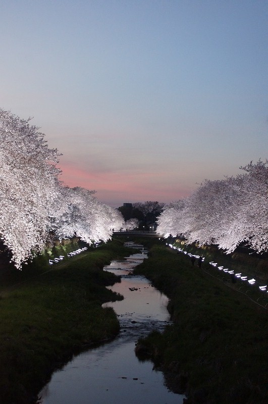 野川の桜（その３）☆夕焼けと桜ライトアップのコラボ_a0122932_12214182.jpg