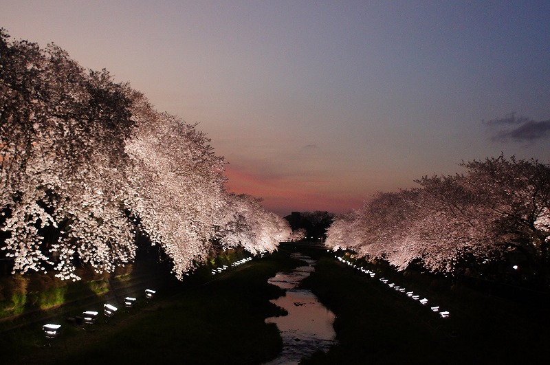 野川の桜（その３）☆夕焼けと桜ライトアップのコラボ_a0122932_1221563.jpg