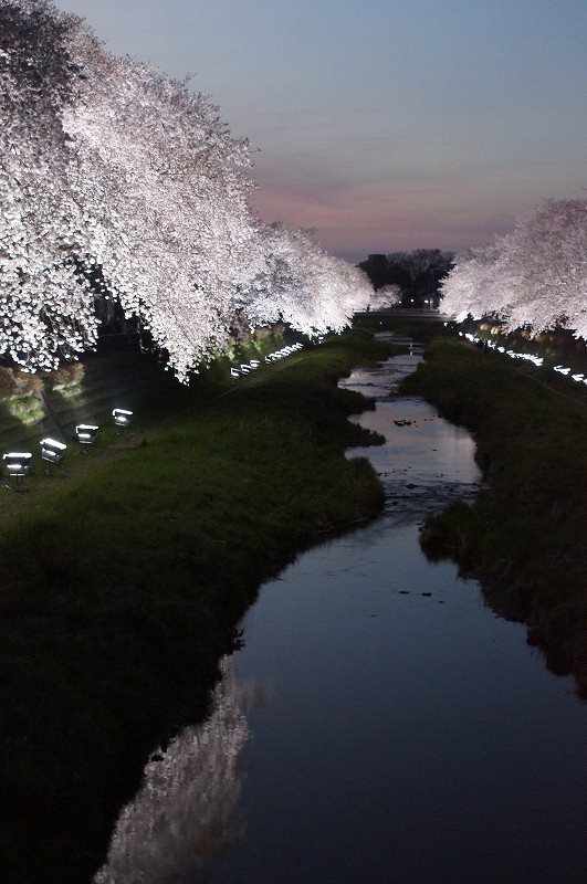 野川の桜（その３）☆夕焼けと桜ライトアップのコラボ_a0122932_12221154.jpg