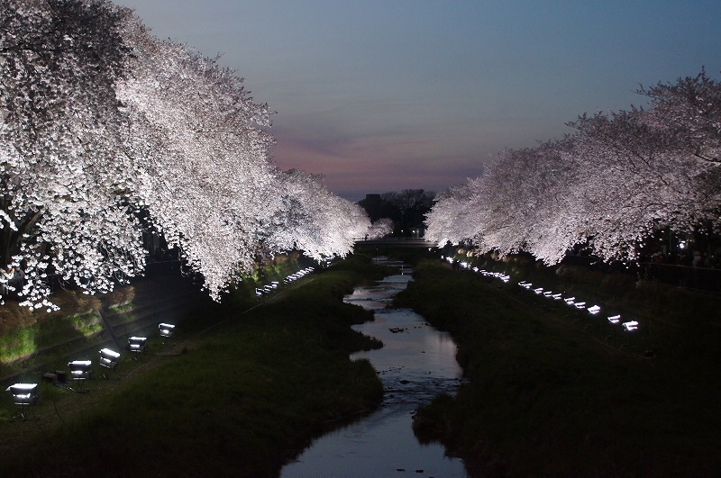 野川の桜（その３）☆夕焼けと桜ライトアップのコラボ_a0122932_12222846.jpg