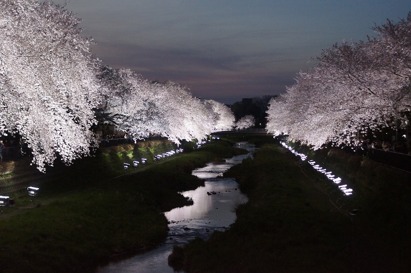 野川の桜（その３）☆夕焼けと桜ライトアップのコラボ_a0122932_12224524.jpg