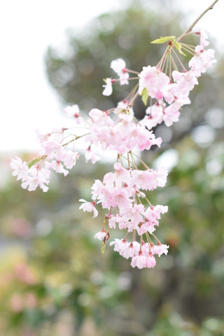 枝垂れ桜の宴_a0330332_20395191.jpg