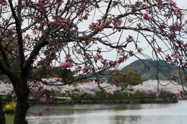 蓮華寺池公園の里櫻_c0309734_23282152.jpg