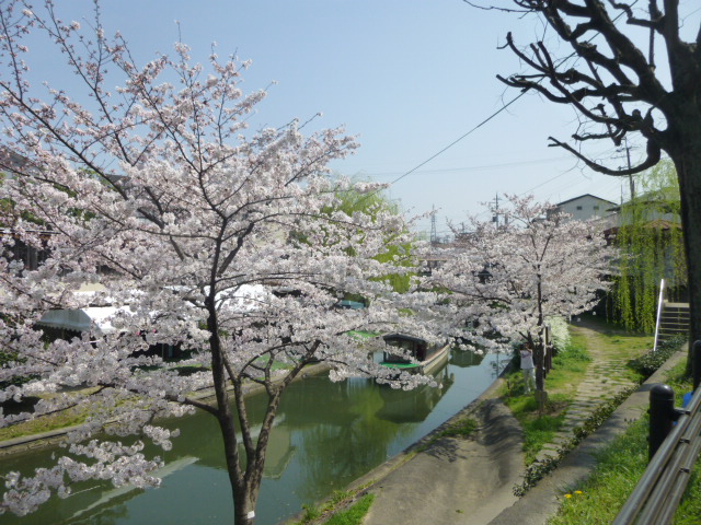 京都桜情報2015　3/31_d0106134_22184145.jpg