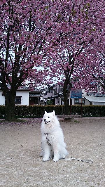 今年の桜～～♪_e0196135_16193365.jpg