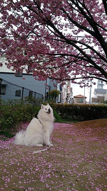 今年の桜～～♪_e0196135_16194154.jpg