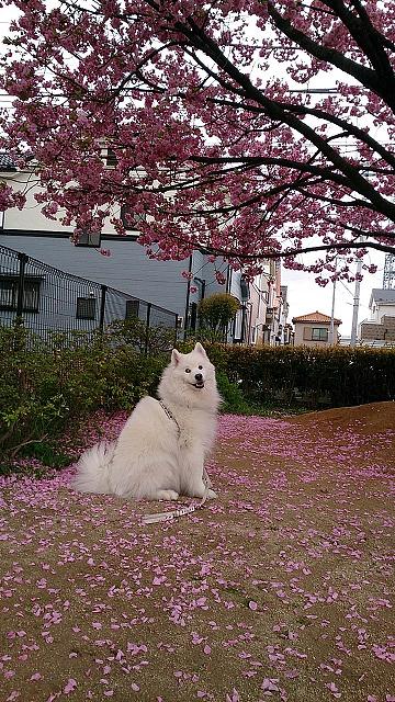 今年の桜～～♪_e0196135_16195153.jpg