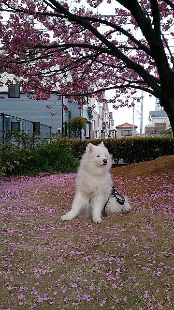 今年の桜～～♪_e0196135_16205550.jpg