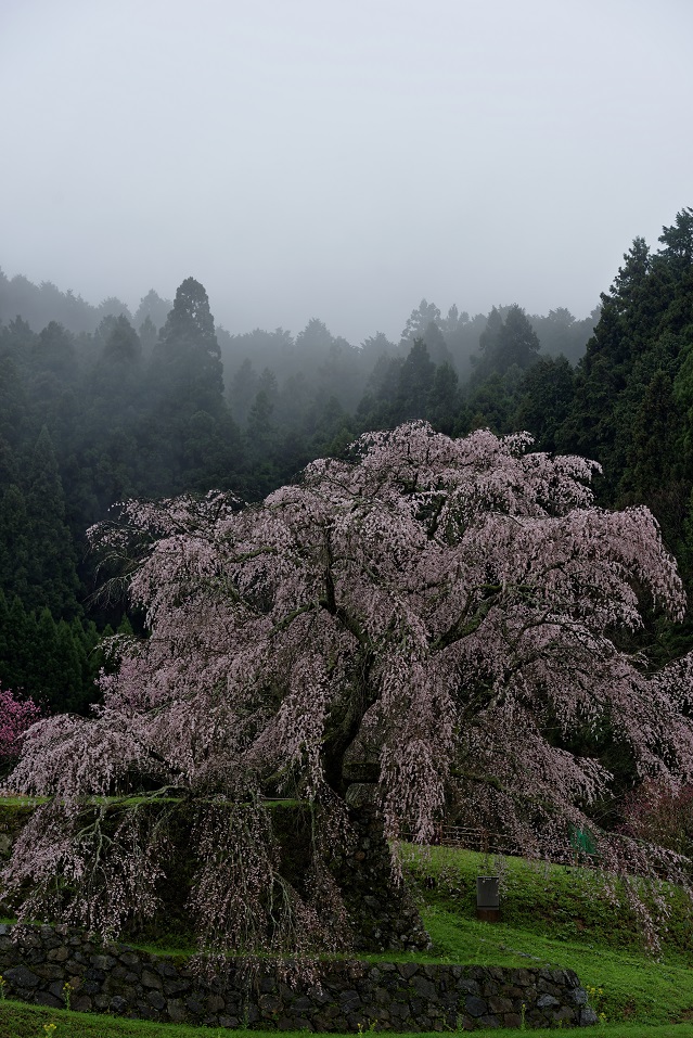 2015　又兵衛桜_f0274536_022741.jpg