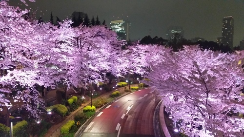 桜　2015年_e0164638_943480.jpg