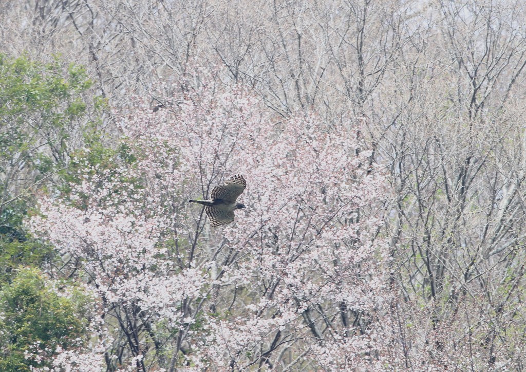  桜の花とクマタカ - 私の選んだ思いで写真_f0206138_13362296.jpg