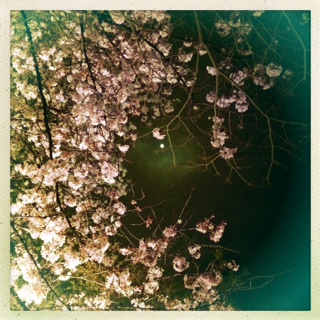 夜桜_d0092240_9363631.jpg