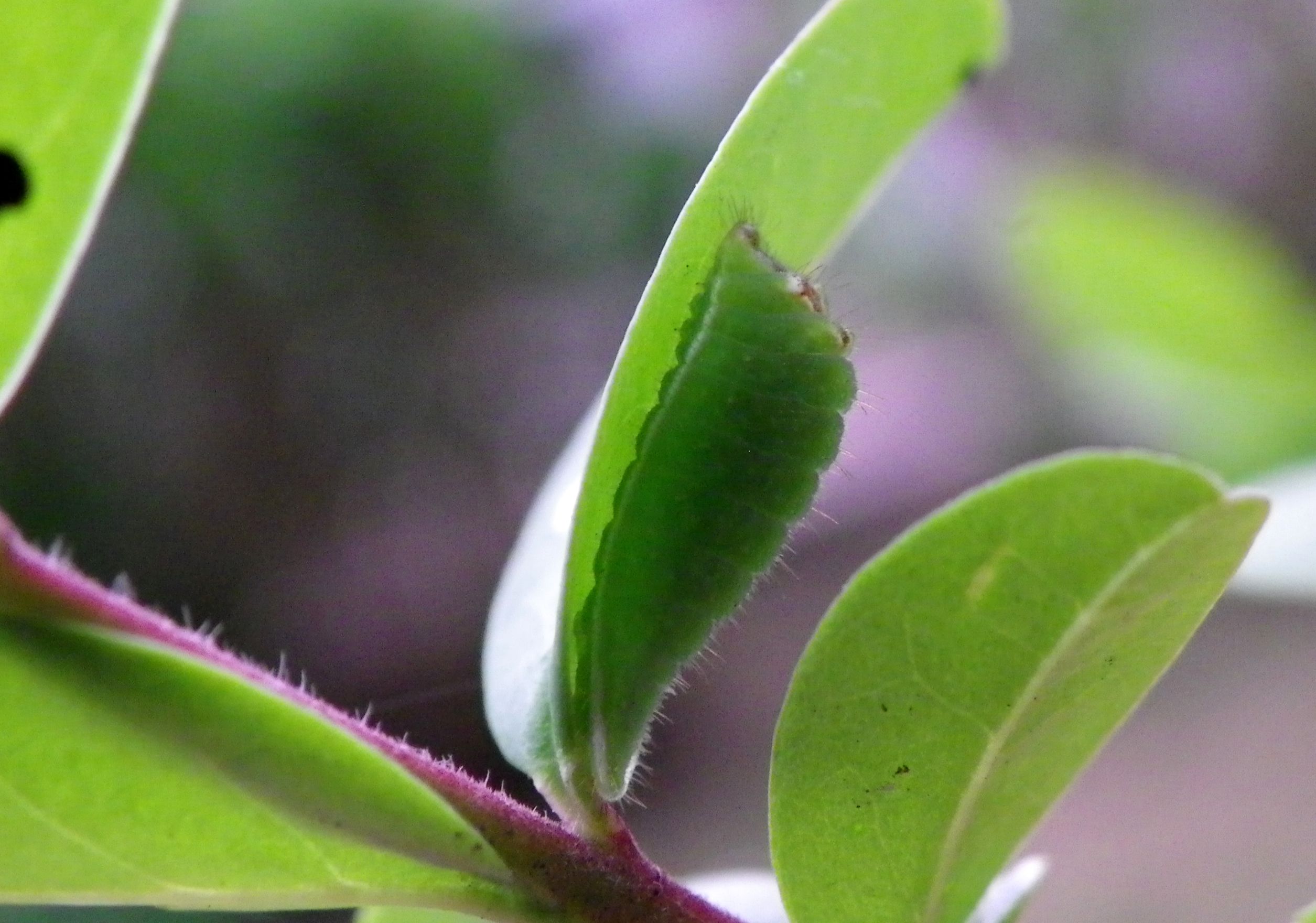 ウラゴマダラシジミ他 庭の幼虫達_d0254540_6241061.jpg