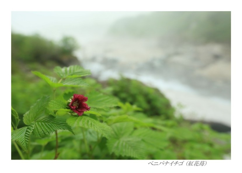 第２回「野草風景」写真展出展作品　完_e0091347_79255.jpg