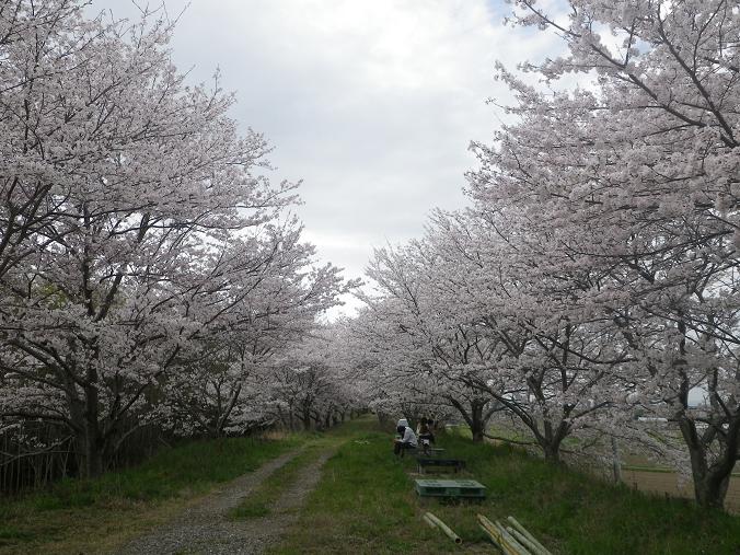 今年も京都でお花見_a0150848_71358.jpg